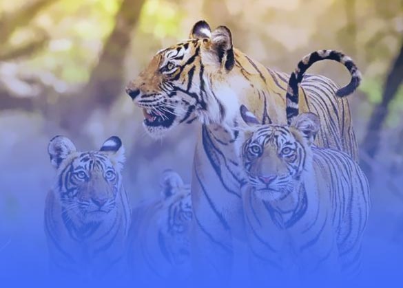 Pahami Lebih Jauh Tentang “Tiger” Parenting